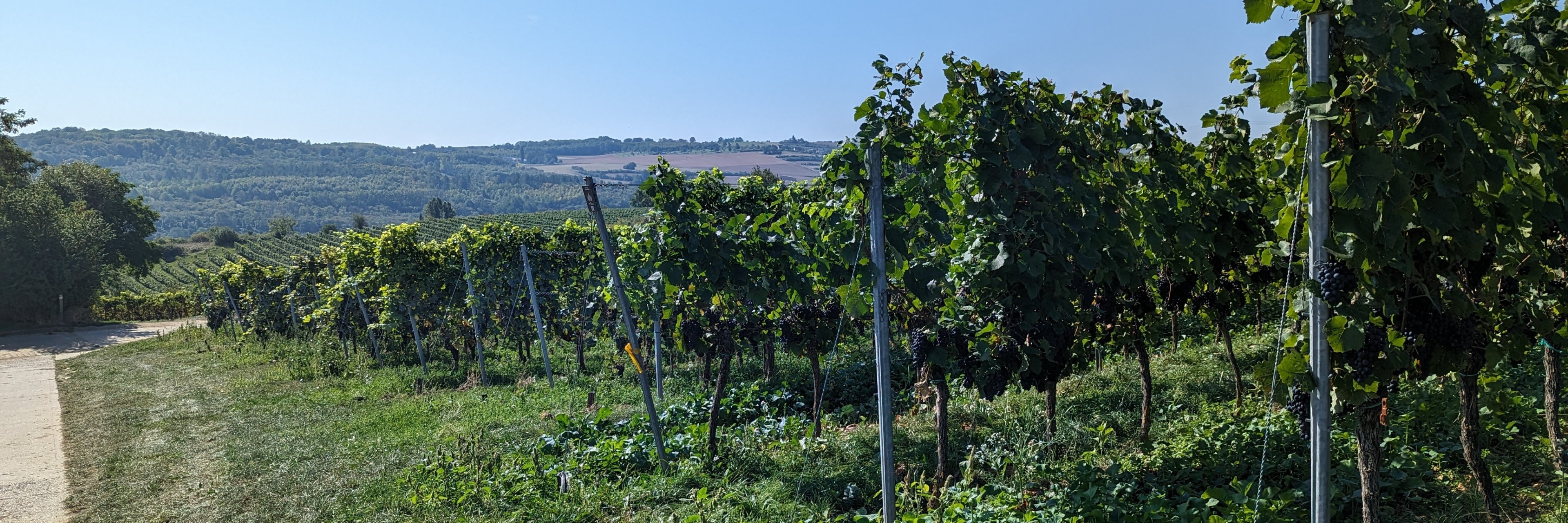 Aussicht auf Weinberg