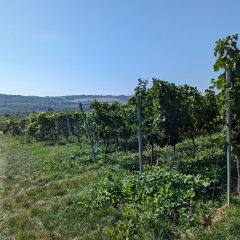 Aussicht auf Weinberg