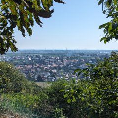 Aussicht auf Asselheim von oben