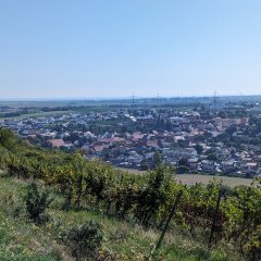 Aussicht auf Asselheim von oben