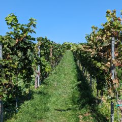 Blick in den Weinberg