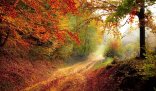 Waldweg im goldenen Herbst Waldweg im goldenen Herbst